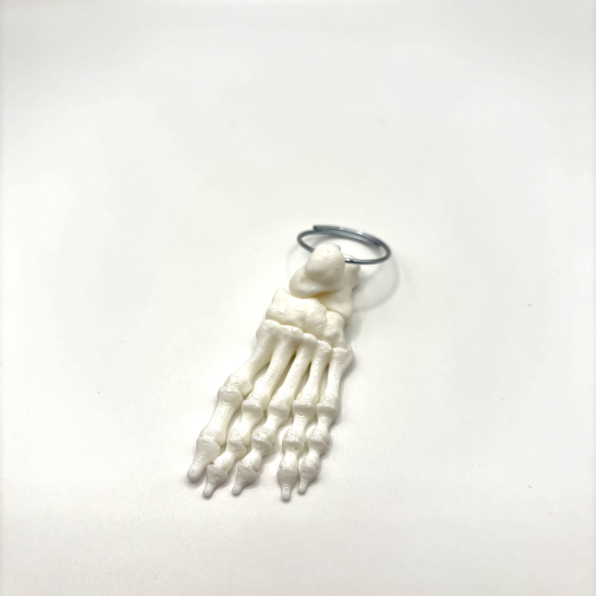 skeletal foot